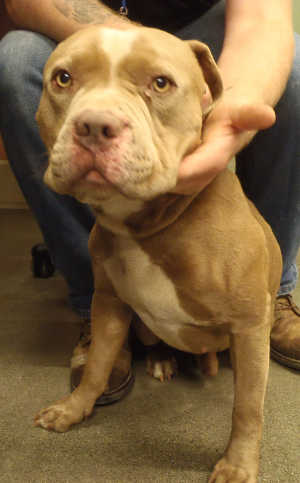 “Kong” is a male pit bull terrier mix in kennel No. 9, ID No. 4037. Photo courtesy of Lake County Animal Care and Control. 9kongdog