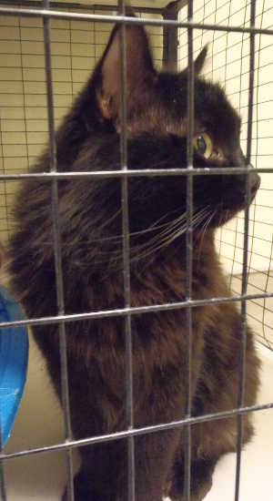 “Little” is domestic long hair cat in cat room kennel No. 9, ID No. 4294. Photo courtesy of Lake County Animal Care and Control. 9littleblackcat