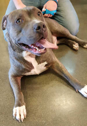 “Monkey” is a male pit bull terrier in kennel No. 9, ID No. 4498. Photo courtesy of Lake County Animal Care and Control. 9monkeypit