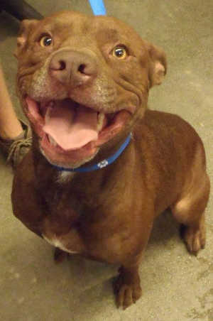 “Tortia” is a female pit bull terrier mix in kennel No. 9, ID No. 3760. Photo courtesy of Lake County Animal Care and Control. 9tortiadog
