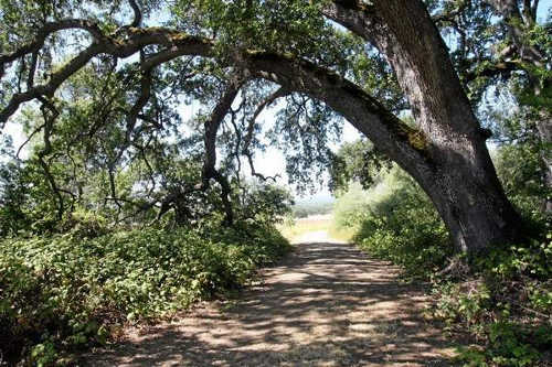 andersonmarshoaktrees