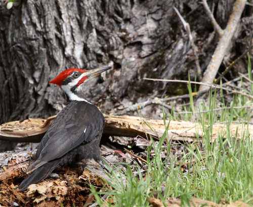 barnwellpiliatedwoodpeckers