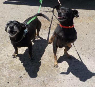 From left, Oscar and his son, Felix. Photo courtesy of Clearlake Animal Control. cacfelixandoscar