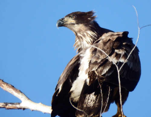 Bald eagles don’t get their white head and yellow beak until they’re 4 years old. Juveniles, like this one, are often confused with golden eagles. Photo by Mary K. Hanson. hansonbaldeagle1