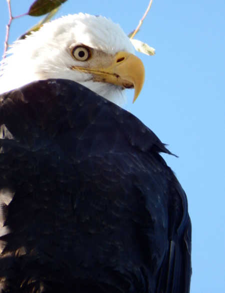 The eyes of the bald eagle are nearly as large as those of a human, but the bird’s visual acuity is four times greater than ours. Photo by Mary K. Hanson. hansonbaldeagle2