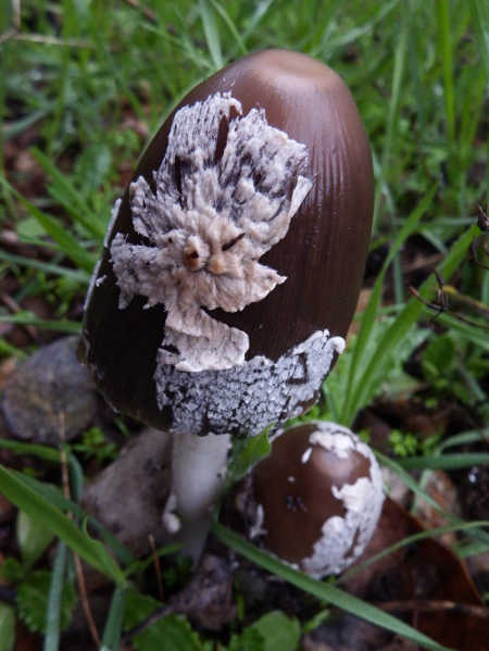 The inky cap mushroom carries the remnants of its universal veil on its cap. Just as a reminder: never to pick mushrooms on private property without the landowner’s permission, and keep in mind that the picking of mushrooms on public lands may be restricted to specific permits (available through the Bureau of Land Management, Cal Fire and the US Forest Service). Photo by Mary K. Hanson. hansoninkycaps