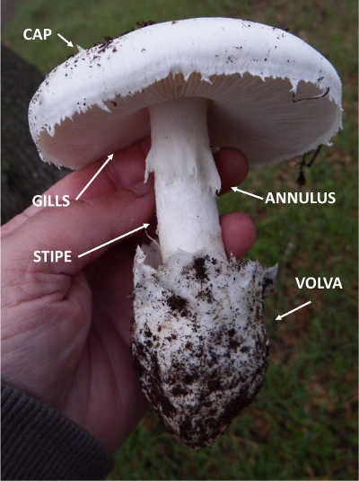 Because many mushrooms can mimic one another, and some – like this destroying angel – are very toxic, learning to identify and recognize the parts of a mushroom will help you to figure out exactly what species you’ve found. Photo by Mary K. Hanson. hansonmushroomparts