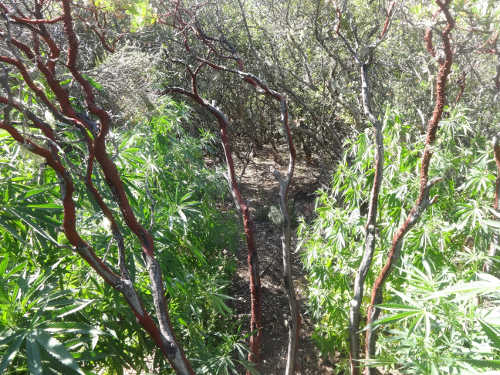 In July 2015 Lake County Sheriff's Narcotics Task Force detectives found 3,300 marijuana plants that were concealed in native vegetation on a parcel in Kelseyville, Calif. Photo courtesy of the Lake County Sheriff's Office. july2015potplants