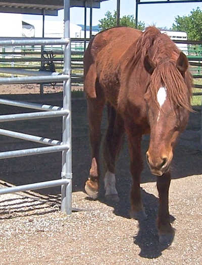 “GT” is a Valley fire horse taken into rescue by Sonoma Action for Equine Rescue, based in Sonoma County, Calif. The organization is looking to place him in a new home. Photo courtesy of Kate Sullivan/SAFER. may2015gthorse