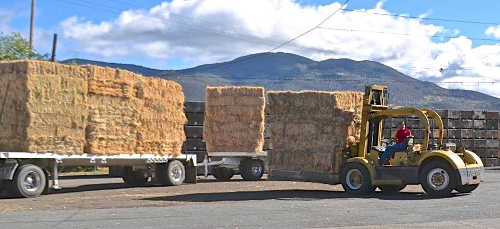 One of many hay deliveries received by Sonoma Action for Equine Rescue on behalf of Valley fire survivors in Lake County, Calif. Photo courtesy of Kate Sullivan/SAFER. saferhaydelivery2