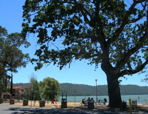 Austin Park in Clearlake, Calif., sits on the shore of Clear Lake. Photo by Kathleen Scavone. scavoneaustinparktree