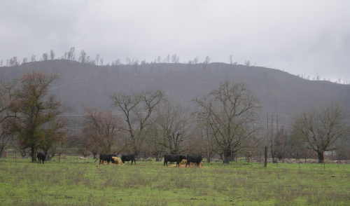 Cattle grazing in Lake County, Calif. Photo by Kathleen Scavone. scavonecattle