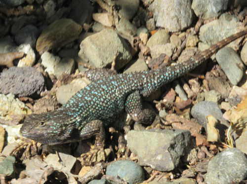 A Western Fence Lizard. Photo by Kathleen Scavone. scavonefencelizard1new