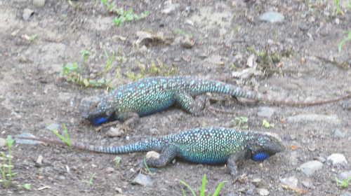 Two Western Fence Lizards having a territorial dispute. Photo by Kathleen Scavone. scavonefencelizards2