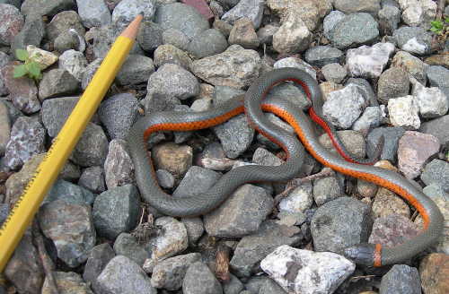 A ring-necked snake. Photo by Kathleen Scavone. scavoneringneckedsnake
