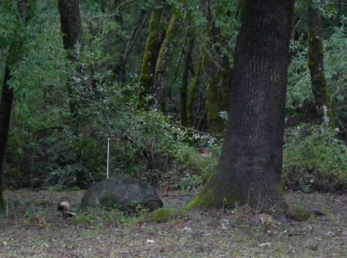 Kathleen Scavone captured this photo of a striped skunk from a comfortable distance in Lake County, Calif. scavoneskunk