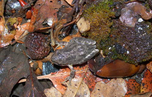 A Pacific tree frog. Photo by Kathleen Scavone. scavonetreefrog