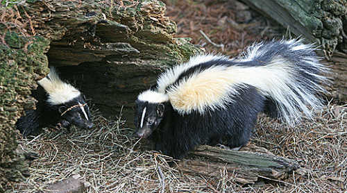 Striped skunks. US Fish and Wildlife Service photo. stripedskunksusfws