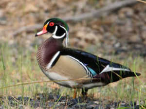 woodduck
