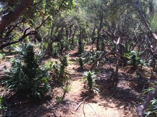 The Lake County Sheriff’s Office Narcotics Unit eradicated approximately 13,816 marijuana plants following the service of a search warrant in Upper Lake, Calif., on the morning of Friday, June 10, 2016. Photo courtesy of the Lake County Sheriff's Office. 061016upperlakepotgrow