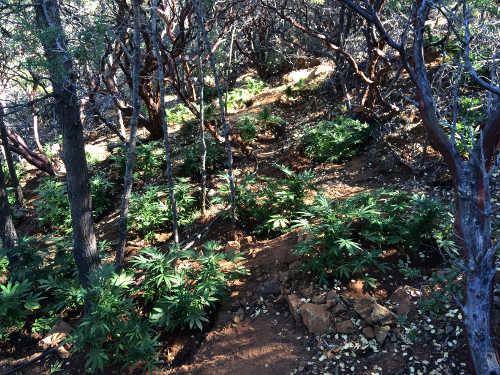 On Monday, July 11, 2016, Lake County Sheriff's detectives found water was being diverted from springs near Middletown, Calif., to water thousands of marijuana plants. Courtesy photo. 071116lcsopoteradication2