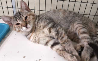 This young female domestic short hair is in cat room kennel No. 109, ID No. 5887. Photo courtesy of Lake County Animal Care and Control. 109cfsgraytabby