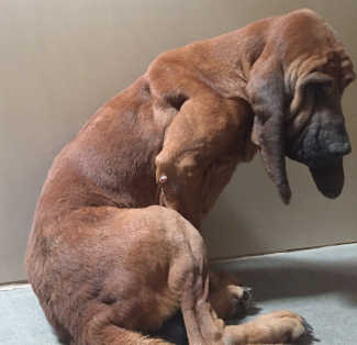 “Hank” is a male hound in kennel No. 10, ID No. 5571. Photo courtesy of Lake County Animal Care and Control. 10hankhound
