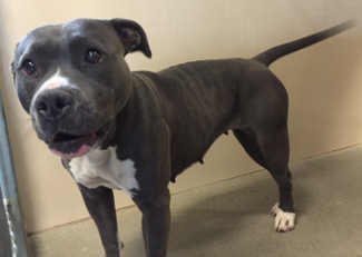 “Zenna” is a female pit bull terrier mix in kennel No. 20, ID No. 5261. Photo courtesy of Lake County Animal Care and Control. 10zennapit