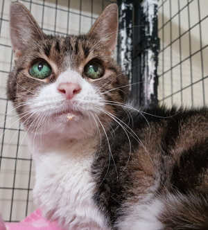 This adult female domestic short hair is in cat room kennel No. 110, ID No. 5842. Photo courtesy of Lake County Animal Care and Control. 110cfstabby