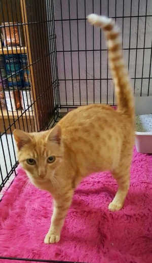 “Garfield” is a male orange tabby with a short coat. Photo courtesy of Clearlake Animal Control. 112916cacgarfield