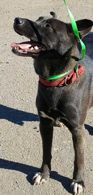 “Madison” is a young female black Labrador Retriever and German Shepherd mix. Photo courtesy of Clearlake Animal Control. 112916cacmadison