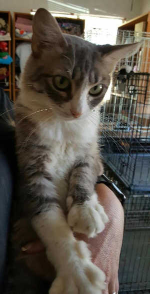 “Savannah” is a young gray and white short hair mix cat. Photo courtesy of Clearlake Animal Control. 112916cacsavannah