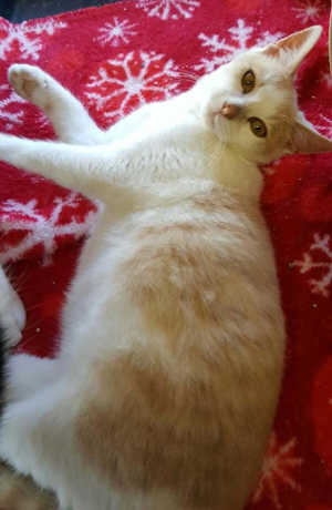 “Tigger” is a young male domestic short hair mix with an orange tabby and white coat. Photo courtesy of Clearlake Animal Control. 112916cactigger