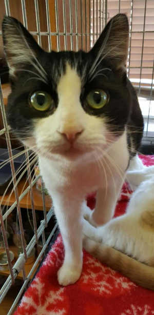 “Tommy” is a young male domestic short hair and Cymric mix cat. Photo courtesy of Clearlake Animal Control. 112916cactommy