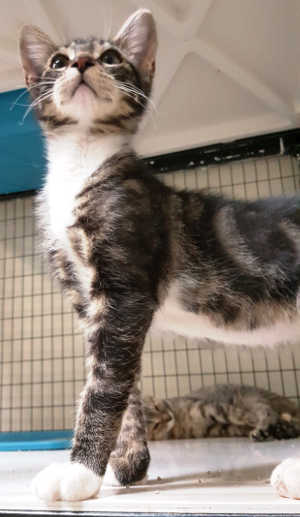 This male adult domestic short hair mix is in cat room kennel No. 114, ID No. 5705. Photo courtesy of Lake County Animal Care and Control. 114cfstabby