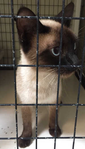 “Mom” is a female domestic short hair mix in cat room kennel No. 115, ID No. 5090. Photo courtesy of Lake County Animal Care and Control. 115momsiamese
