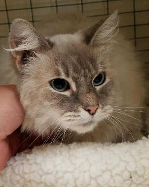 This female adult domestic long hair mix is in cat room kennel No. 116, ID No. 6050. Photo courtesy of Lake County Animal Care and Control. 116cfssiamesemix