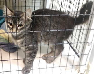 This female tabby kitten is in cat room kennel No. 119, ID No. 6135. Photo courtesy of Lake County Animal Care and Control. 119graytabbykitten