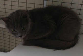 This female domestic long hair mix is in cat room kennel No. 124a, ID No. 6342. Photo courtesy of Lake County Animal Care and Control. 124agraycat