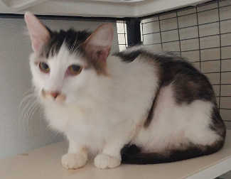 This male domestic long hair mix is in cat room kennel No. 124b, ID No. 6343. Photo courtesy of Lake County Animal Care and Control. 124bgraywhitecat