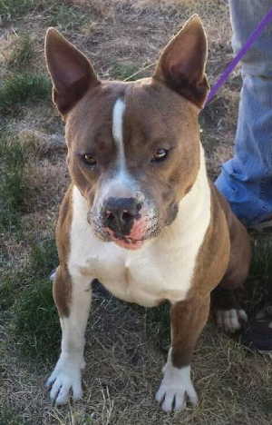 This male pit bull terrier mix is in kennel No. 12, ID No. 5342. Photo courtesy of Lake County Animal Care and Control. 12brownwhitemalepit
