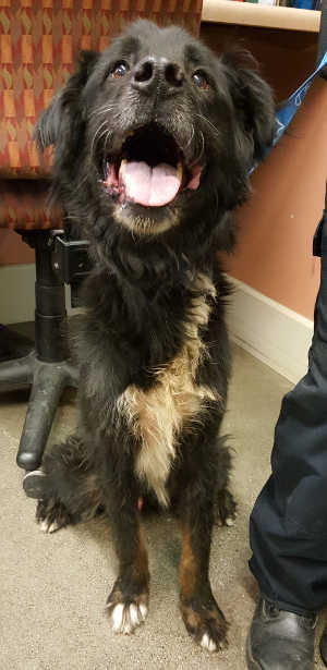 “Max” is a senior male Anatolian Shepherd and Labrador Retriever mix in kennel No. 12, ID No. 5568. Photo courtesy of Lake County Animal Care and Control. 12maxblack