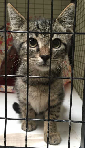 “Sammy” is a female gray tabby kitten in cat room kennel No. 136a, ID No. 5021. Photo courtesy of Lake County Animal Care and Control. 136asammy