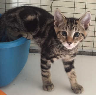 This male gray tabby kitten is in cat room kennel No. 136b, ID No. 5034. Photo courtesy of Lake County Animal Care and Control. 136btabbykitten