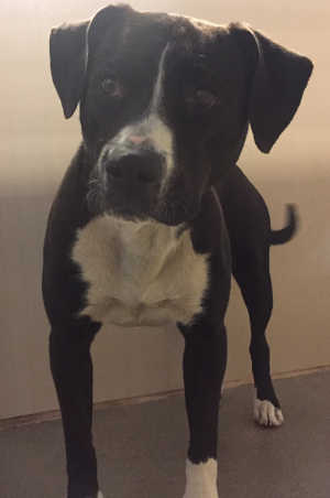 This female pit bull mix is in kennel No. 13, ID No. 5083. Photo courtesy of Lake County Animal Care and Control. 13bwpitbull