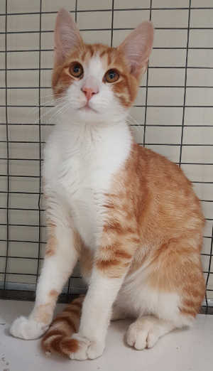 This young male domestic short hair is in cat room kennel No. 146, ID No. 6132. Photo courtesy of Lake County Animal Care and Control. 146cfsredwhitecat