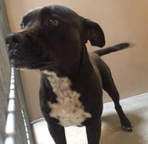 This male American Staffordshire Terrier is in kennel No. 14, ID No. 5194. Photo courtesy of Lake County Animal Care and Control. 14astmale