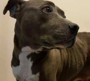 This female pit bull terrier mix in kennel No. 15, ID No. 5456. Photo courtesy of Lake County Animal Care and Control. 15bluefemalepit
