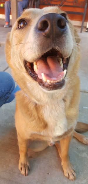 This male border collie-chow chow mix is in kennel No. 16, ID No. 6195. Photo courtesy of Lake County Animal Care and Control. 16bordercolliechowchow