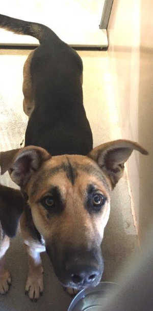 This male German Shepherd mix is in kennel No. 16, ID No. 5391. Photo courtesy of Lake County Animal Care and Control. 16maleshepherd